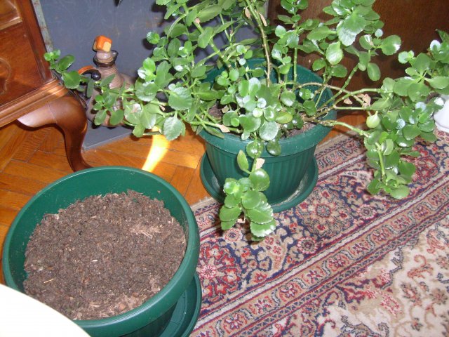 S7301451.JPG, 1.8 MB